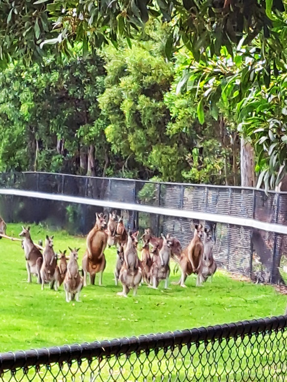 Kangaroos at Hanging Rock