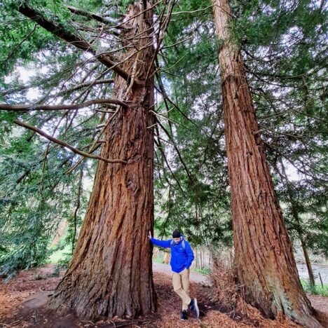 Red Forest Warburton