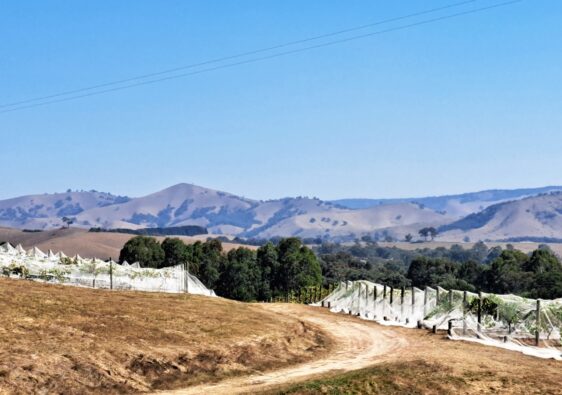 Sedona Winery near Yea