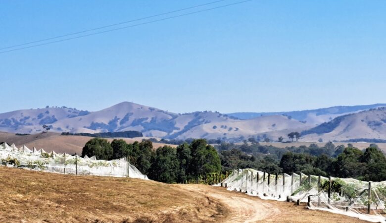 Sedona Winery near Yea