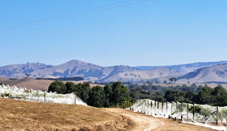 Sedona Winery near Yea