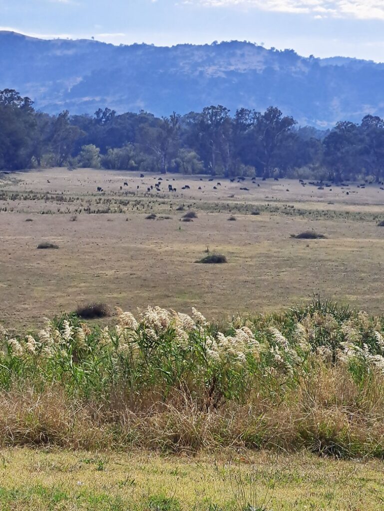 Countryside around Trawool, 30k's from Yea