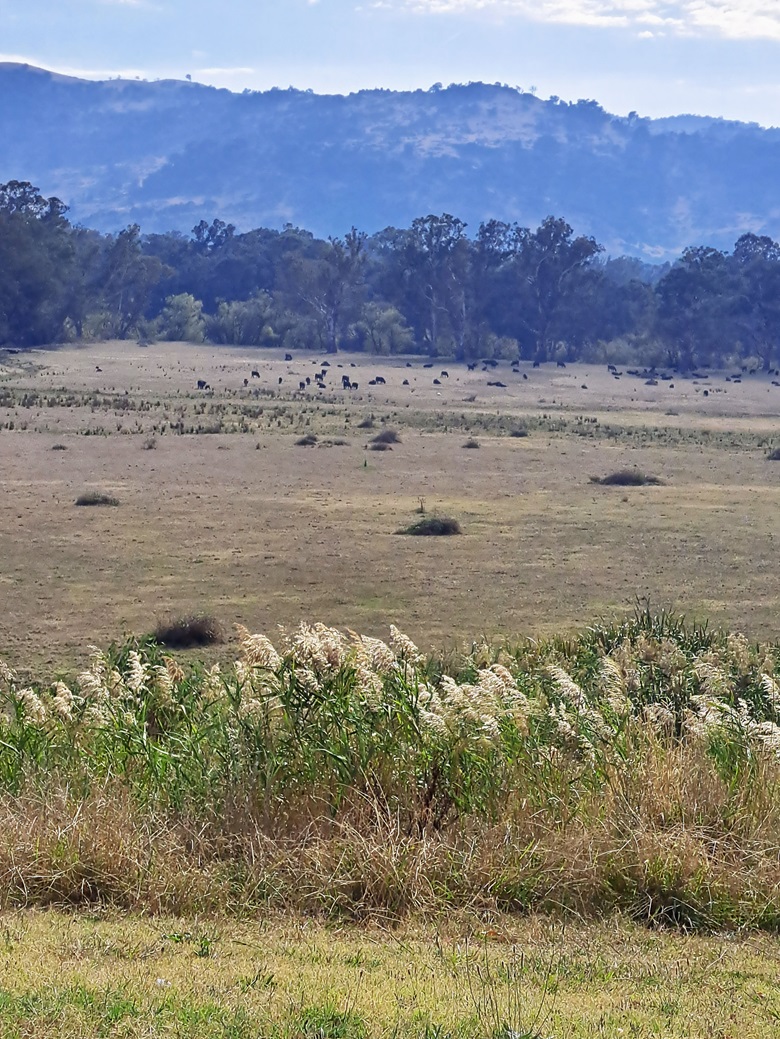 Countryside around Trawool, 30k's from Yea