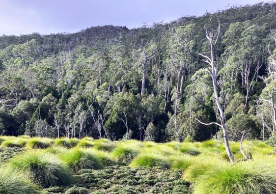 Cradle Mountain vista