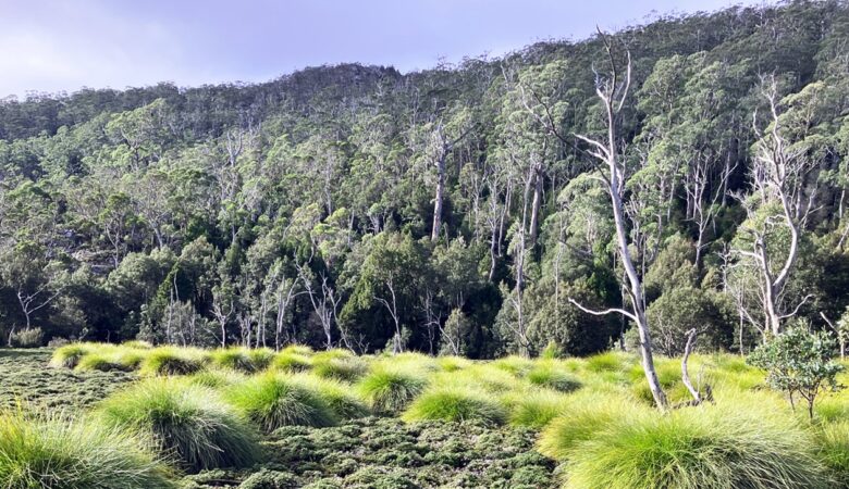 Cradle Mountain vista