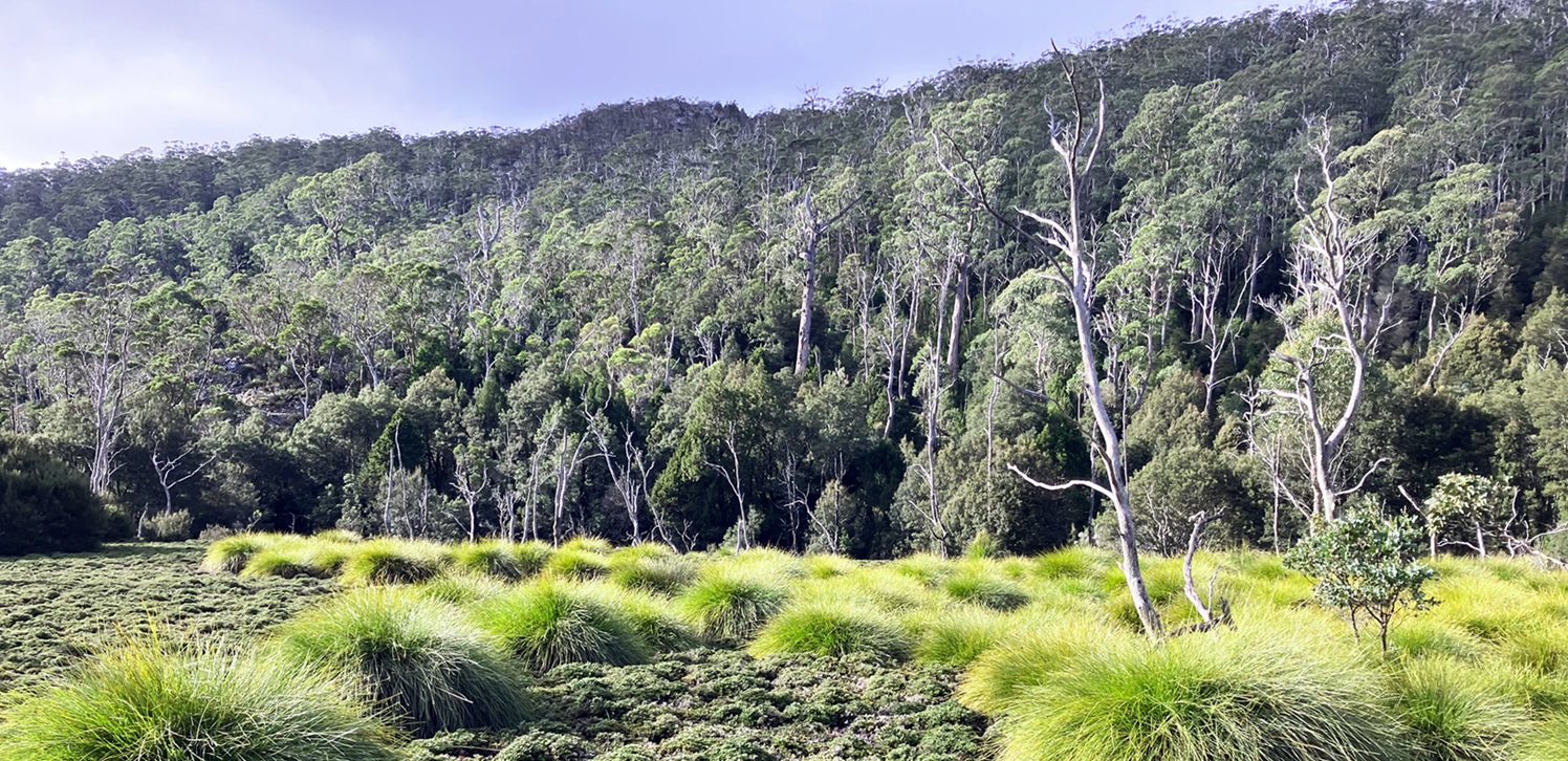 Cradle Mountain vista