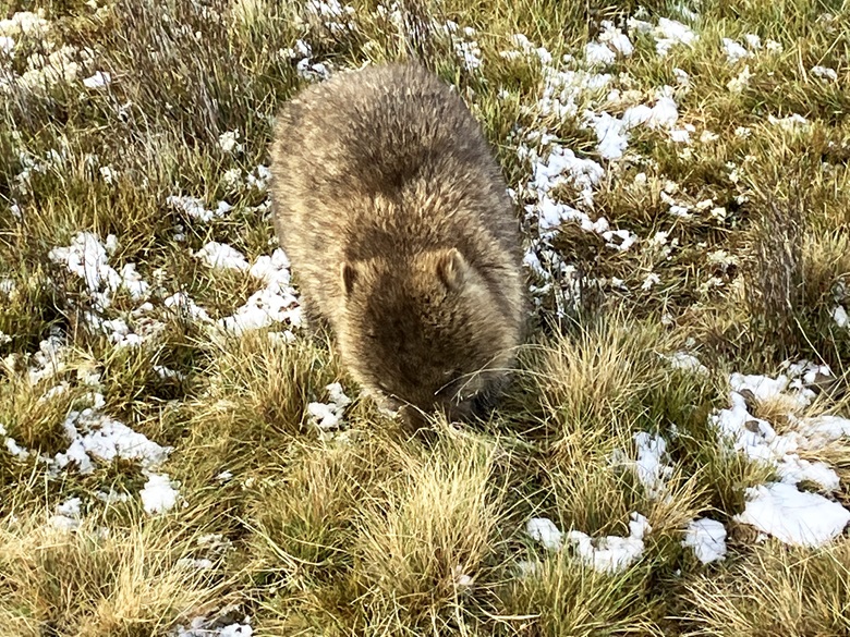 Wombats at Ronny Creek