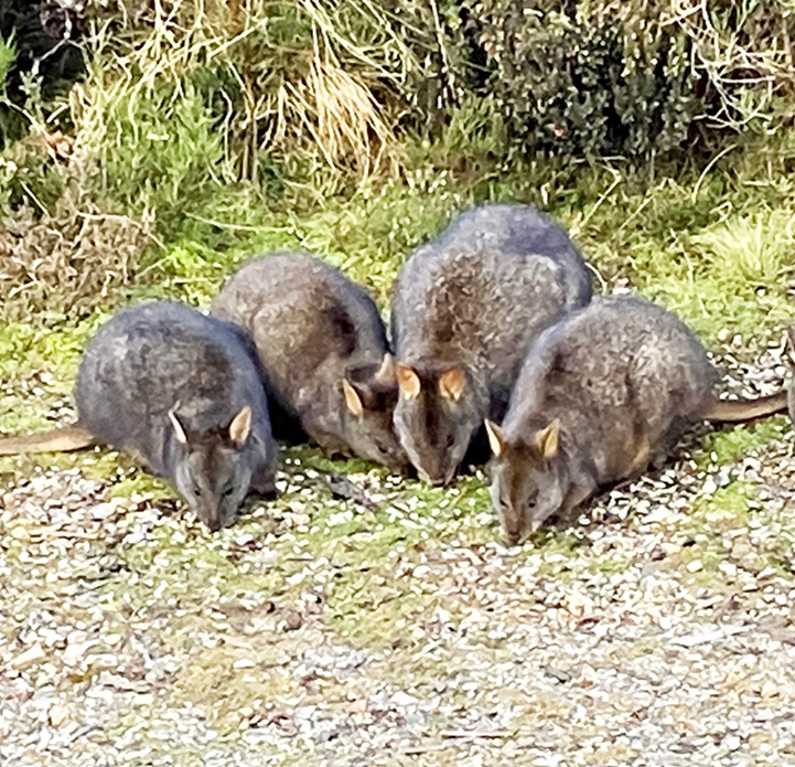 Pademelons at Cradle Mountain