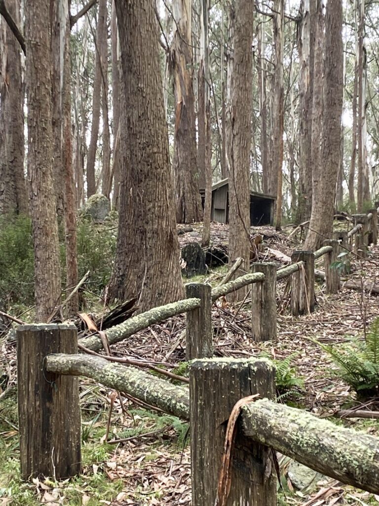 Woollybutt Trail Mt Stirling