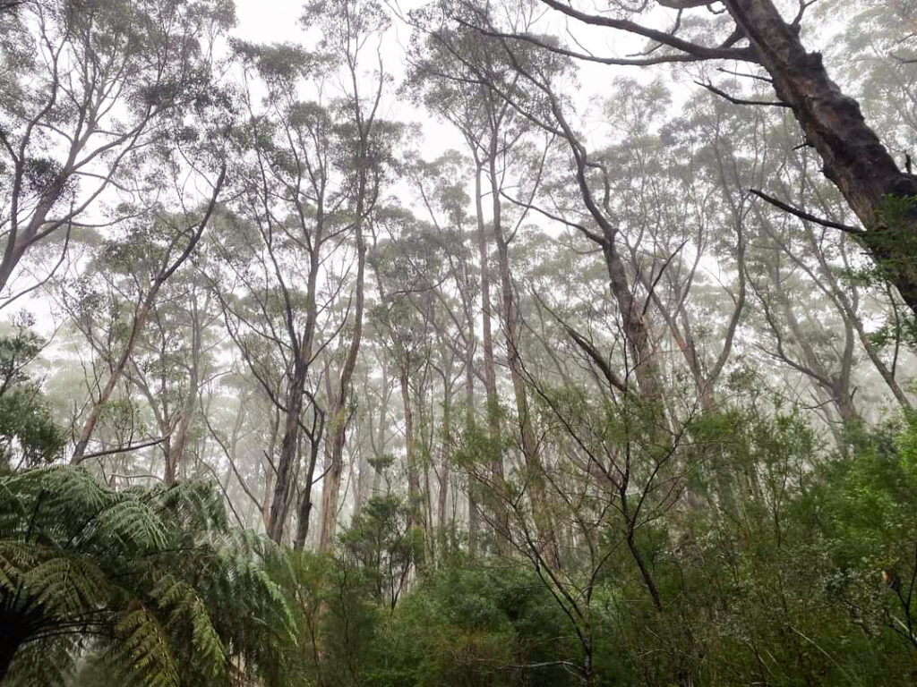 Venus Bay & Wilson’s Promontory