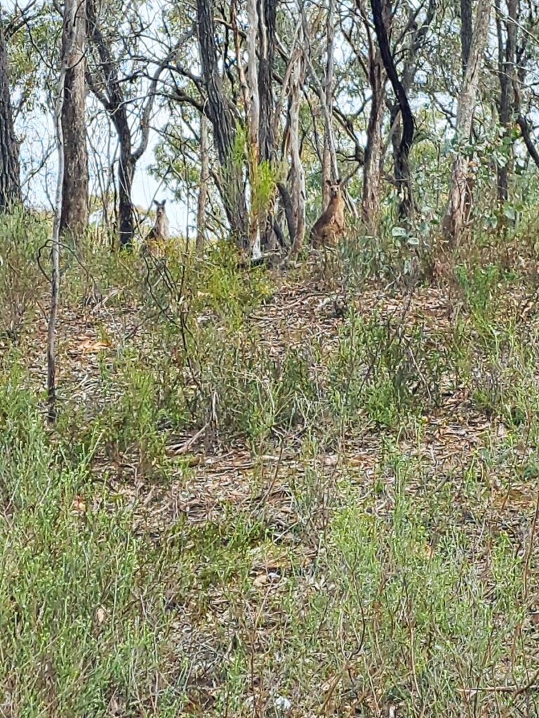 Kangaroos on trail
