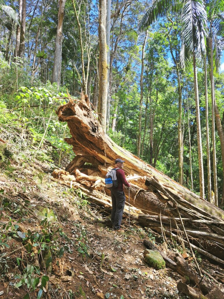 Fallen tree on trail