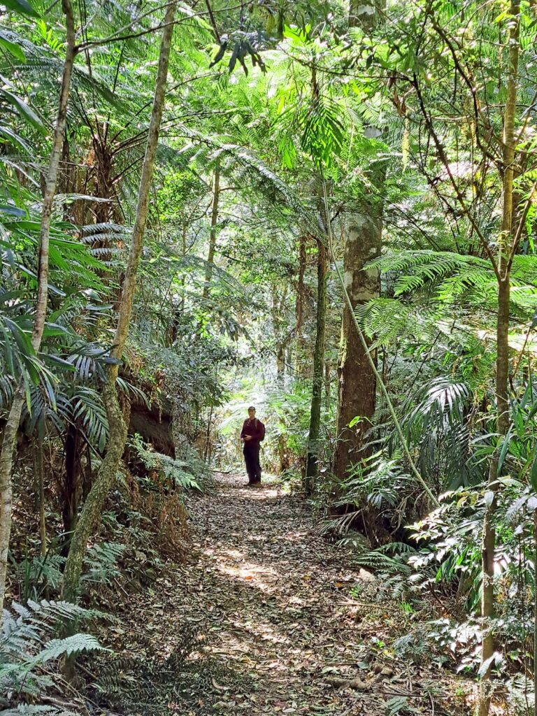 Ancient rainforest on Washpool hike