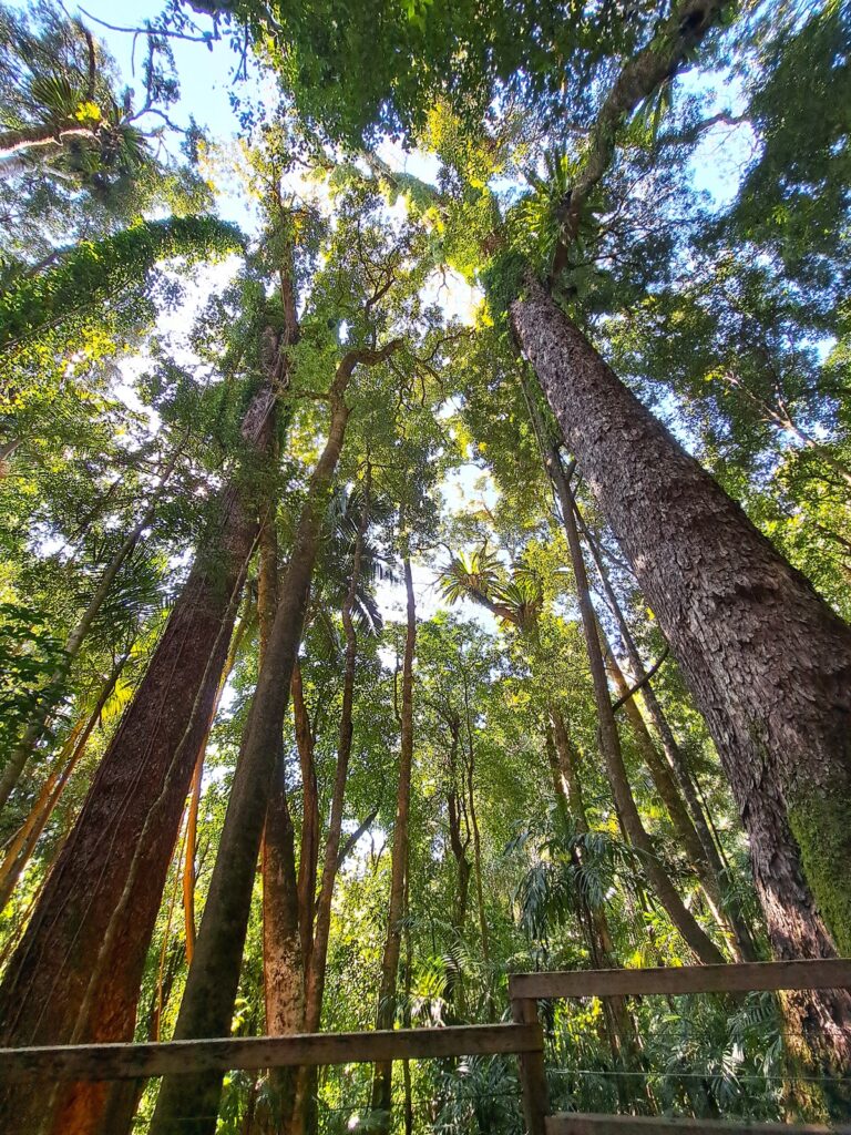 Ancient rainforest on Washpool trail