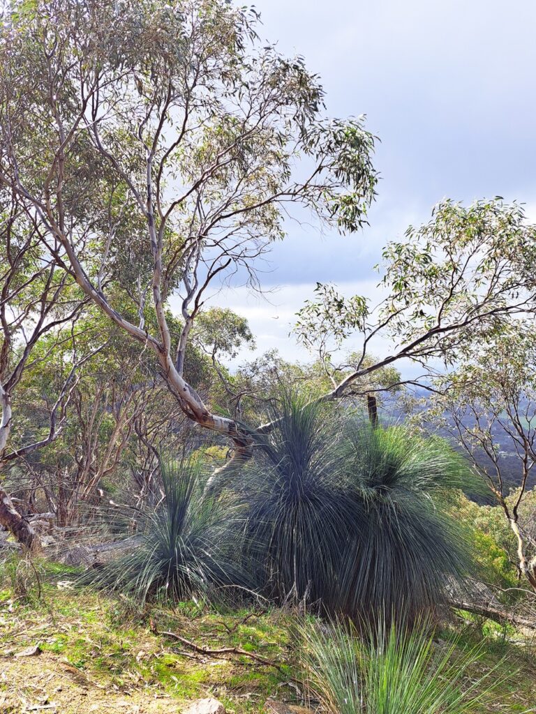 Bushwacking in the Wang