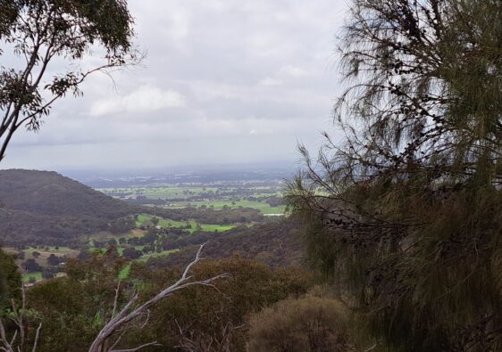 Bushwacking in the Wang