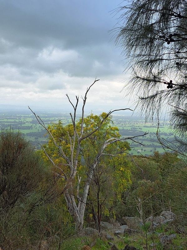 Bushwacking in the Wang