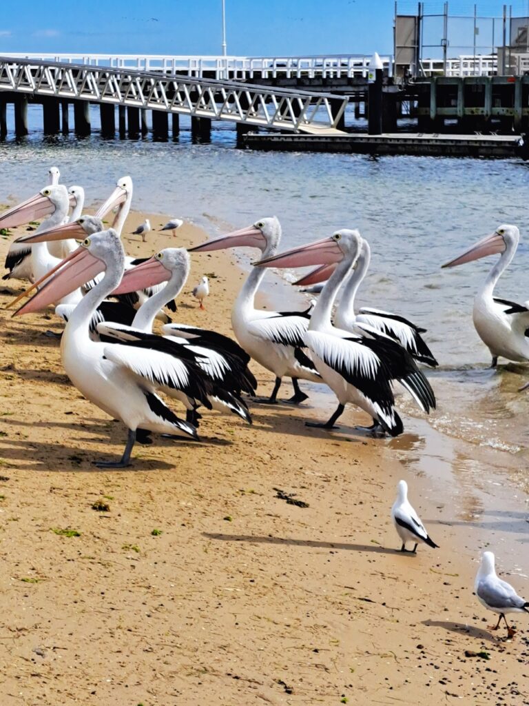 San Remo pelicans