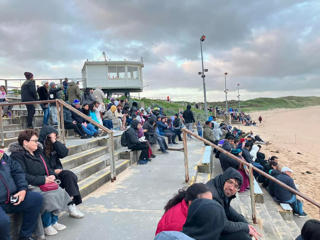 Penguins Phillip Island