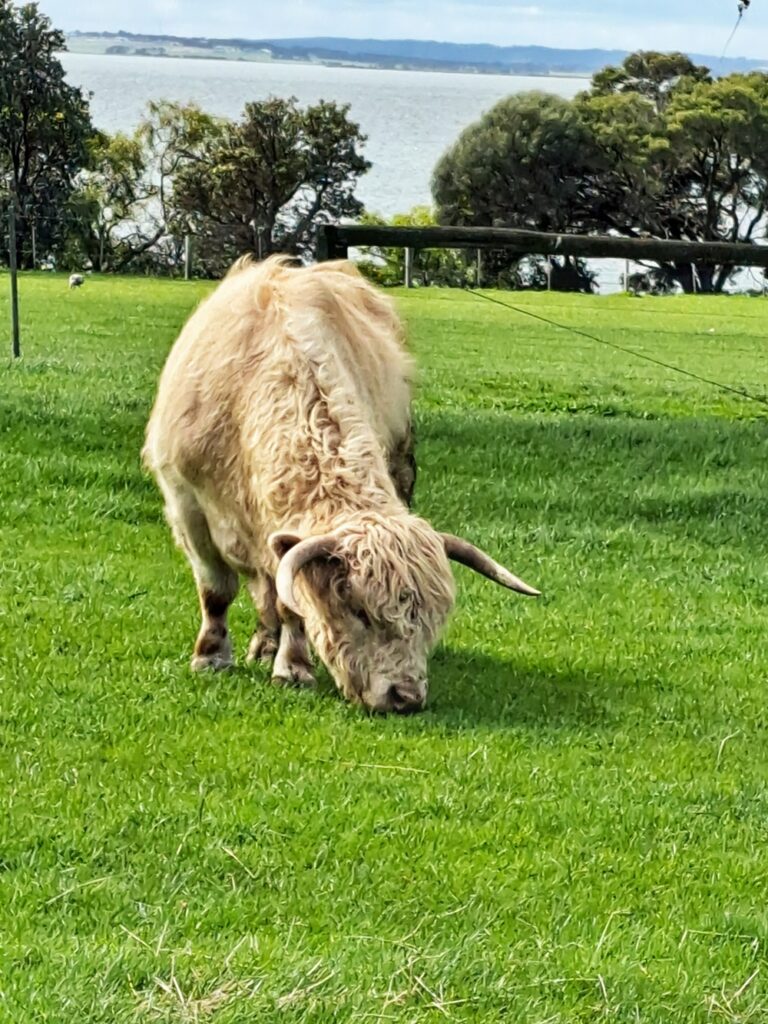 Highland cattle on Churchill Island 