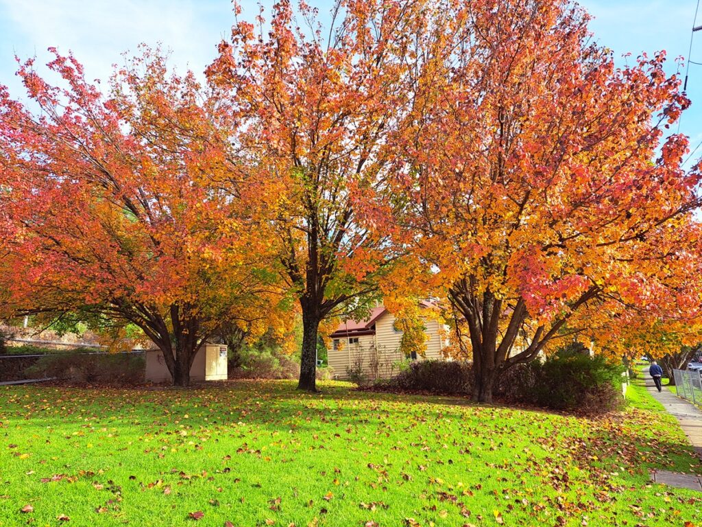 Whispering trees of Warburton