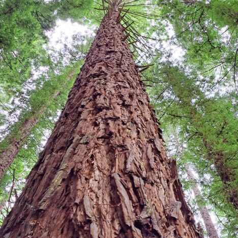 Shining a Light on The Shrine – Lest We Forget