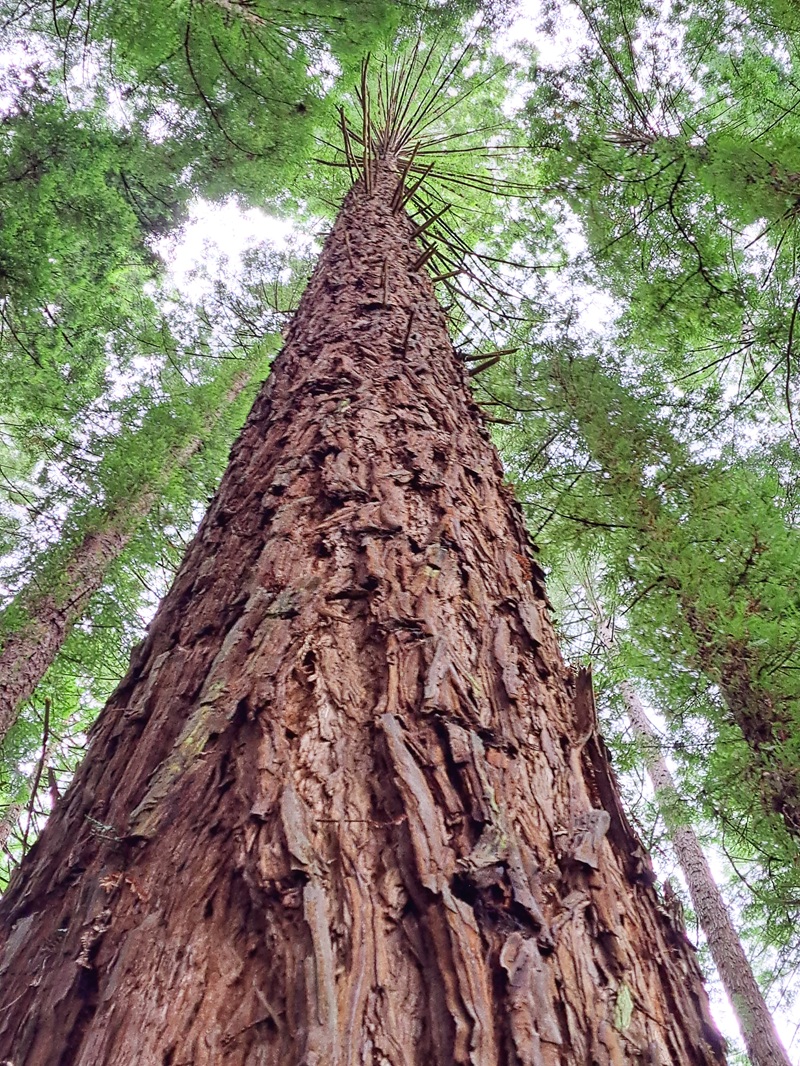 Tall timbers in the Redwood Forest