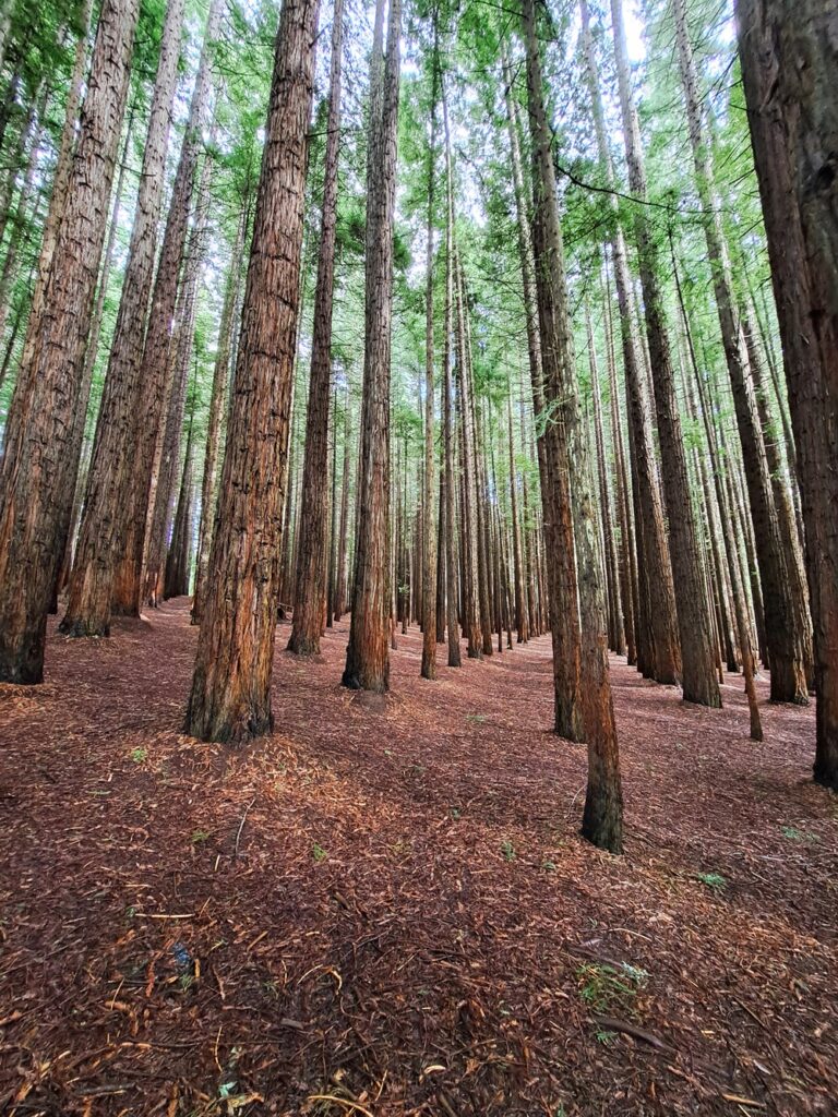 Redwood forest