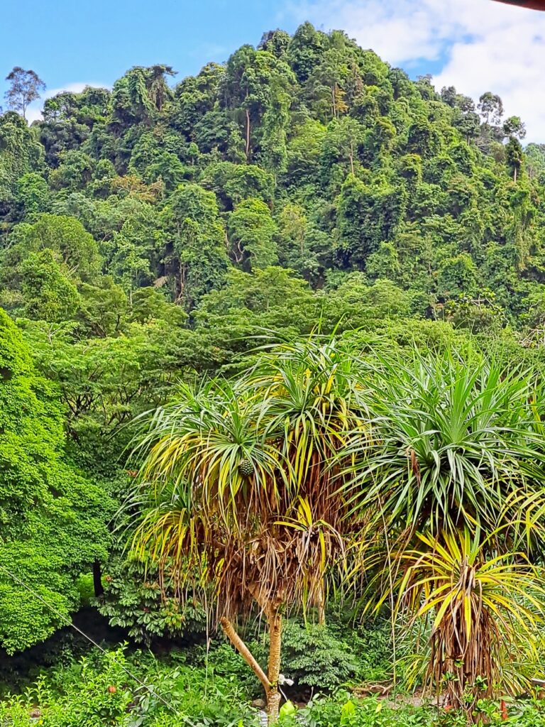 Bukit Lawang