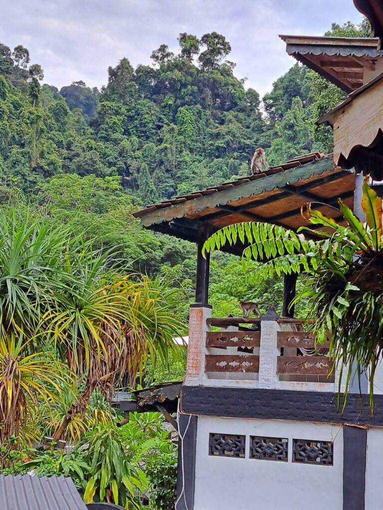 Bukit Lawang