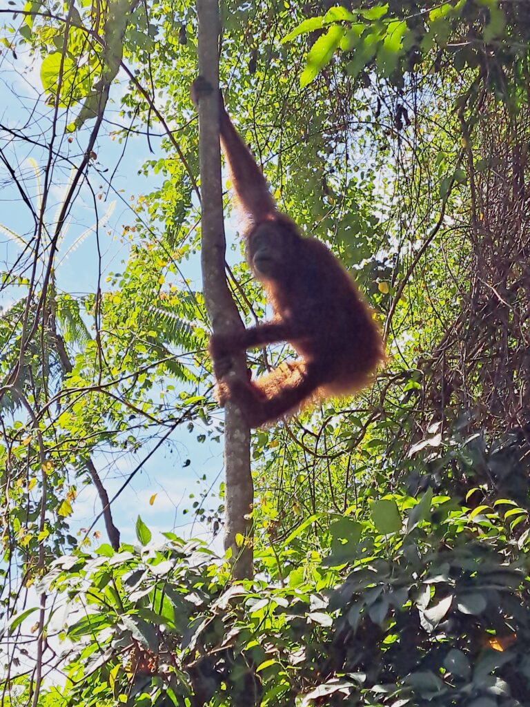 Bukit Lawang and the Orangutan
