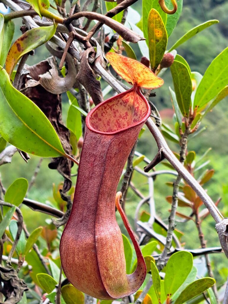 Pitcher Plant