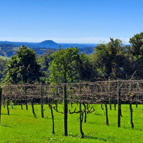 Hanging Around The Rat