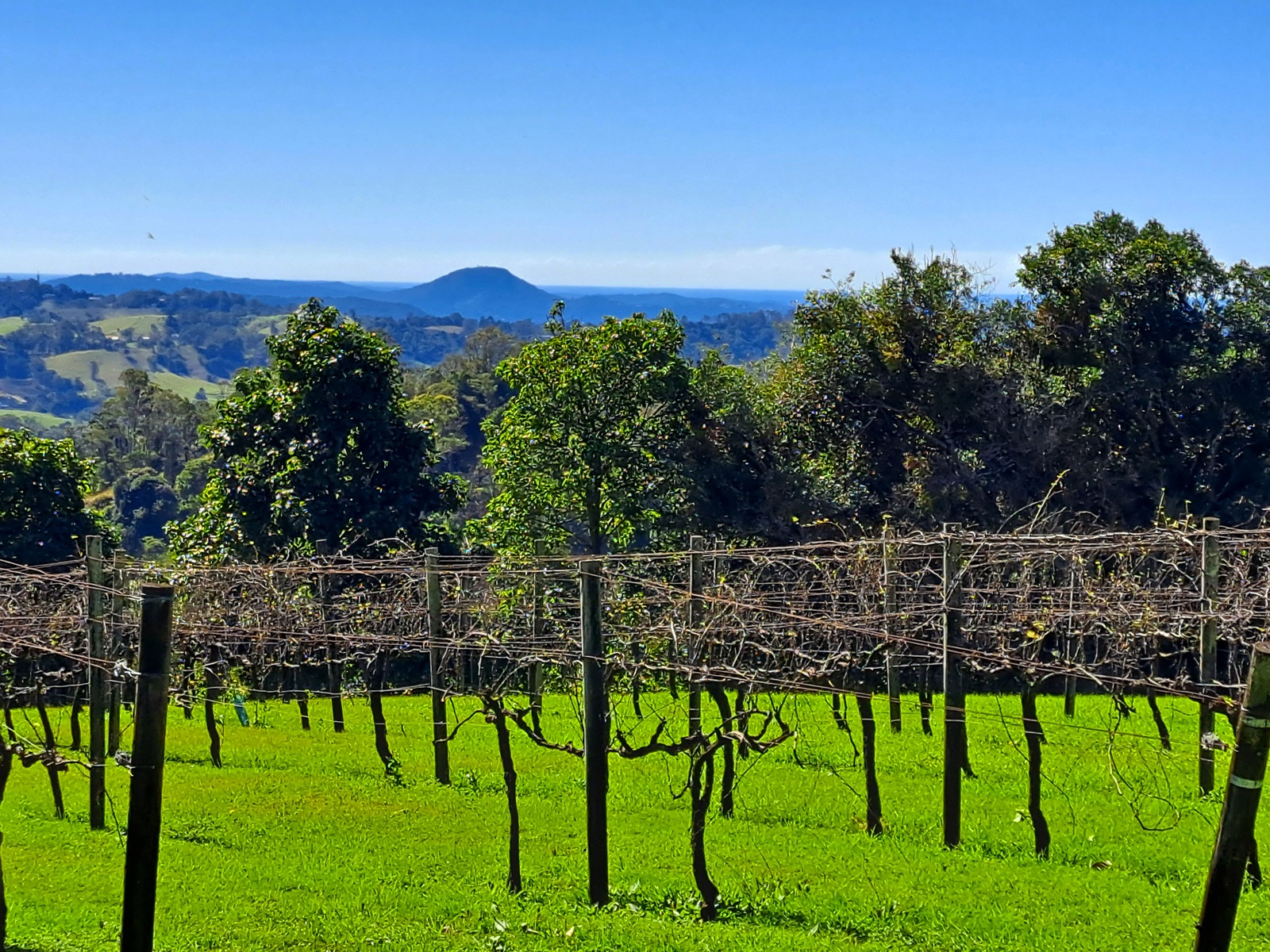 Flame Hill Vineyard