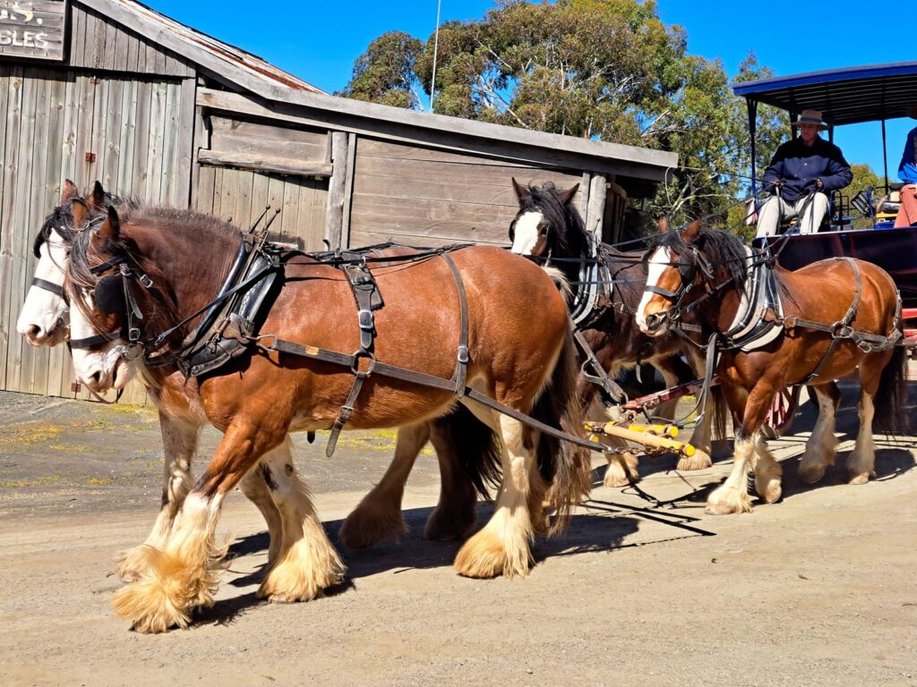 Horse and carriage at the Rat