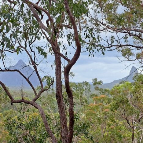 Strangler Cairns, Kenilworth & Conondale National Park