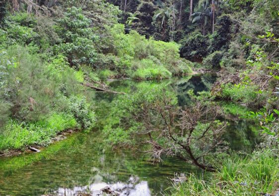 Conondale National Park