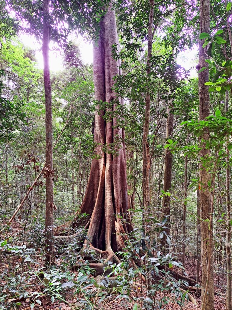 Strangler Cairn trail Conondale National Park
