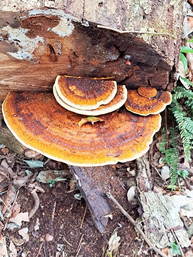 Strangler Cairn trail