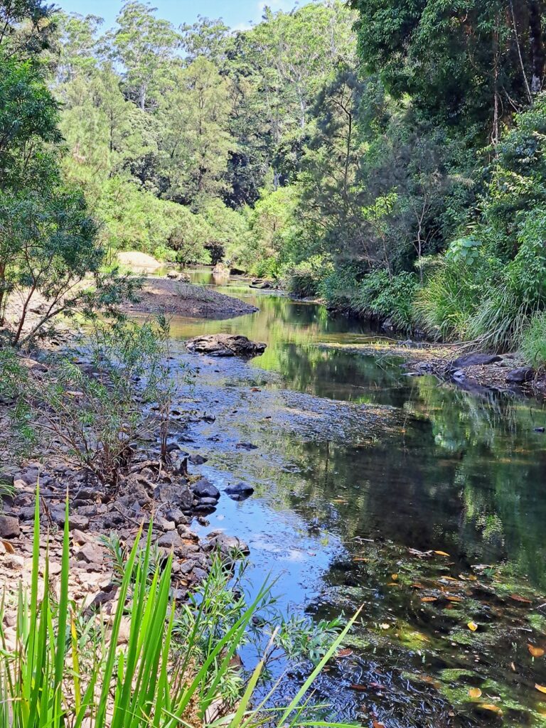 Imbil state forest
