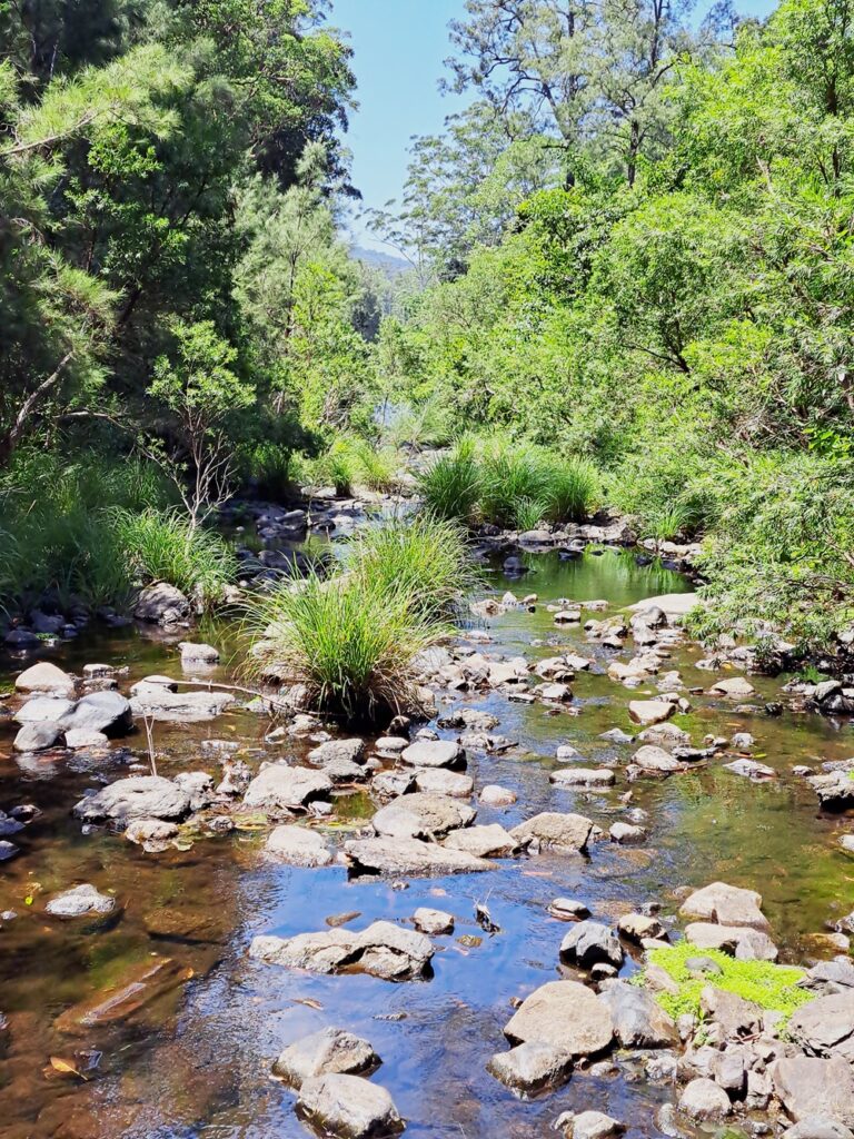 Imbil state forest
