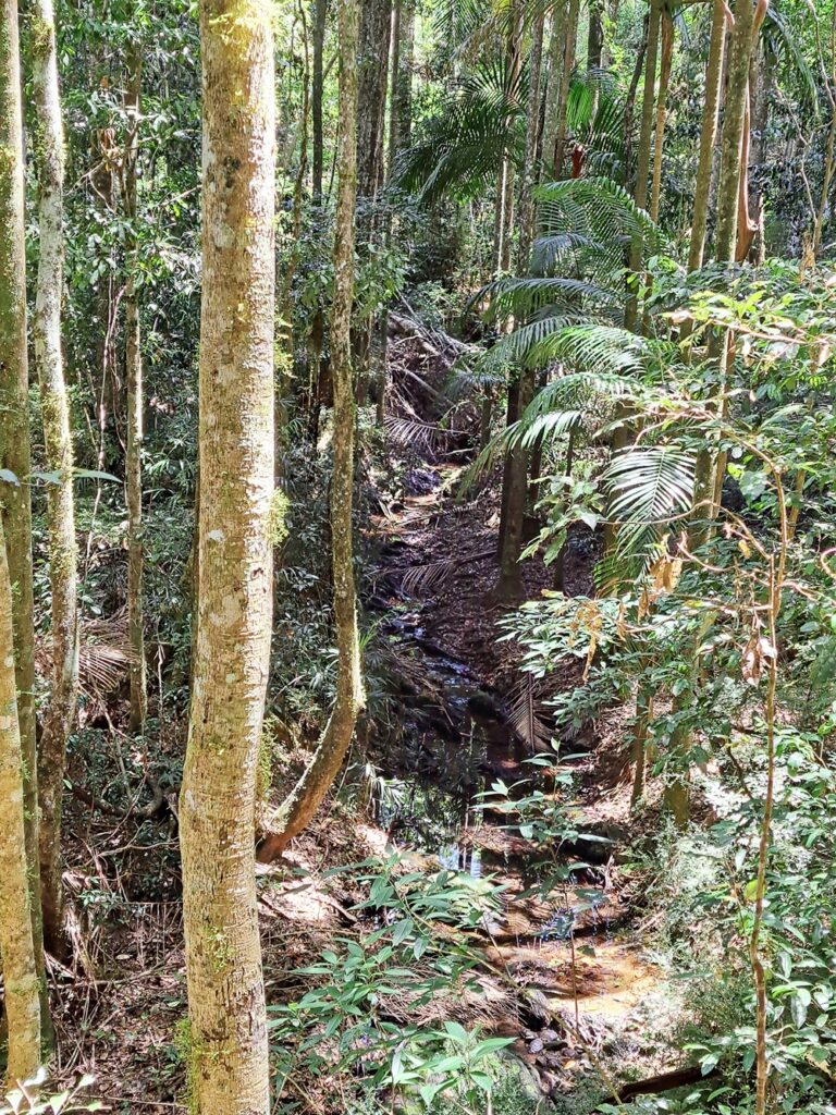 Imbil state forest