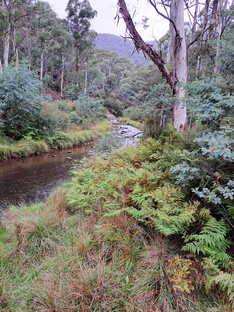 Hiking Harrietville