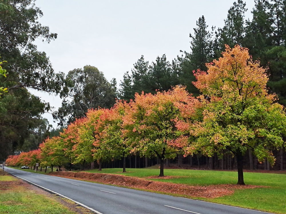 Autumn trees in Bright
