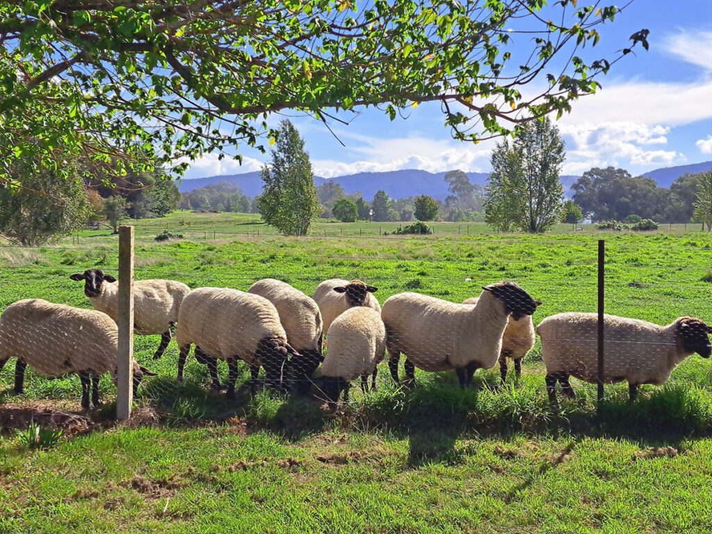 sheep at Yackandandah