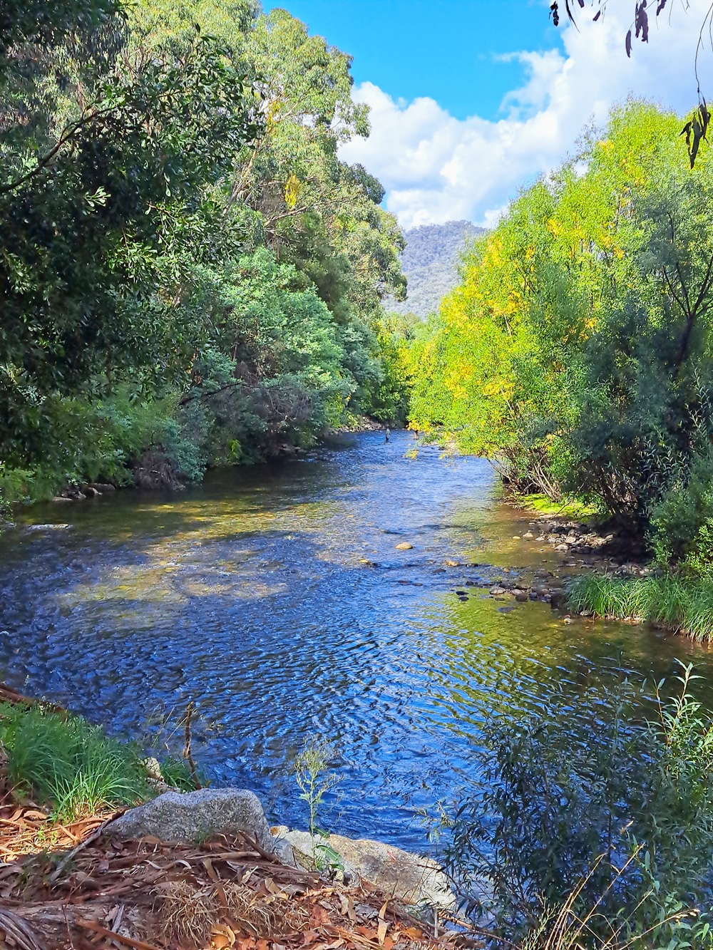Mt Bogong