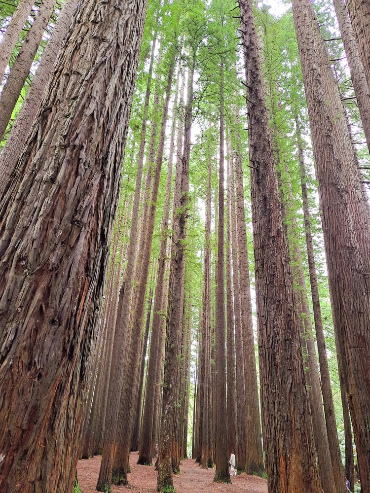 Redwood Forest
