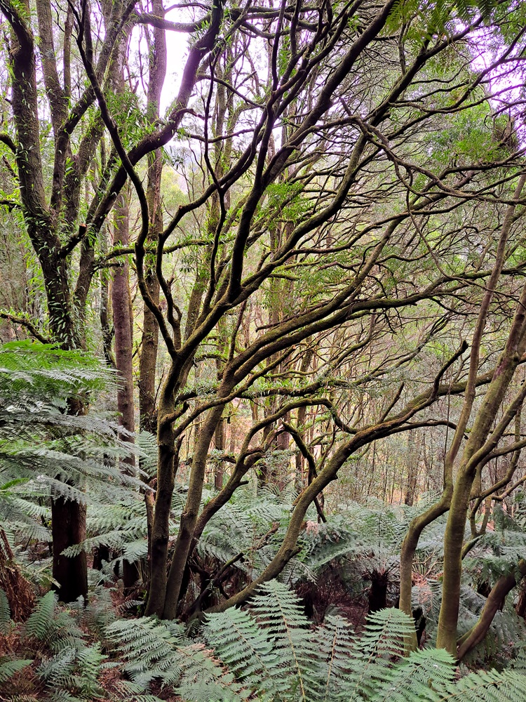 Otway National Park