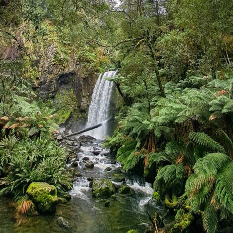 The Queens of Kondalilla NP – Kondalilla & Baxter Falls