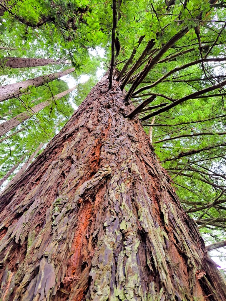 The Otway Redwood Forest